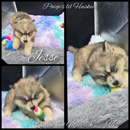 Jesse - Gray and white male Siberian Husky puppy in Bloomfield, Indiana from Paiges lil huskies