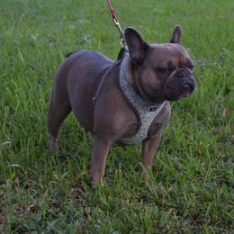 Kiara - French Bulldog