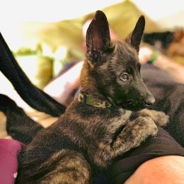 Belgian Malinois Puppies from S & S Kennel
