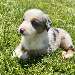 Aussiedoodle, Bernedoodle, and Miniature Australian Shepherd Puppies from MC Doodles