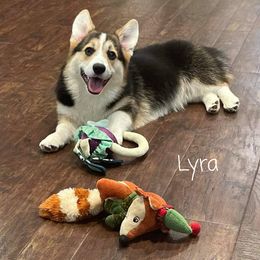 Pembroke Welsh Corgi Puppies from Cattal Corgis