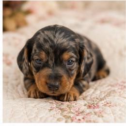 Maggie - Dapple female Dachshund puppy in Licking, Missouri from Piney River Dachshunds