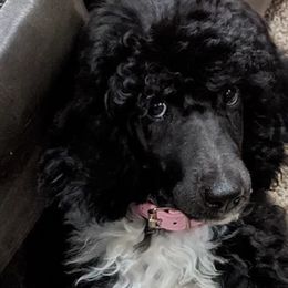 Goldendoodles and Poodles from Mother of Doodles