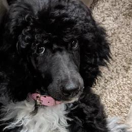 Goldendoodles and Poodles from Mother of Doodles