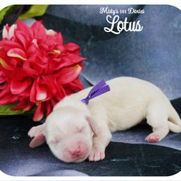 LOTUS - AKC - Cream female Dachshund puppy in Graceville, Florida from Misty's 101 Doxies
