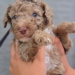 Hazelnut - Red merle female Aussiedoodle puppy in Lithia, Florida from Waterford Doodle Farm