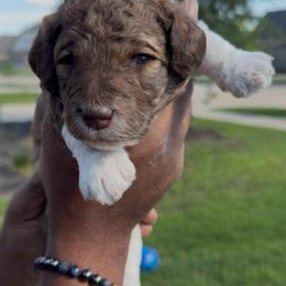Nutmeg - Sable male Bernedoodle puppy in Richmond, Texas from Harper’s Heartbeats