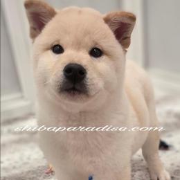 Haku - Cream male Shiba Inu puppy in Tualatin, Oregon from Shiba Paradise