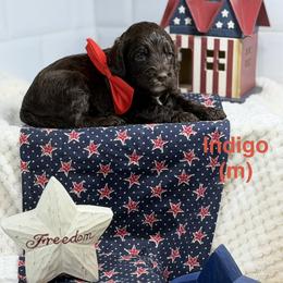 Indigo - Chocolate male Australian Labradoodle puppy in Citrus Heights, California from Elite Blend Labradoodles