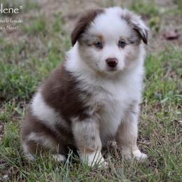 Jolene - Red merle female Miniature Australian Shepherd puppy in Evant, Texas from Lazy VT Bar Ranch