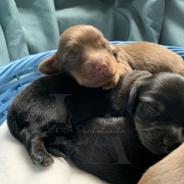 Dachshund Puppies from L & A Dachshunds