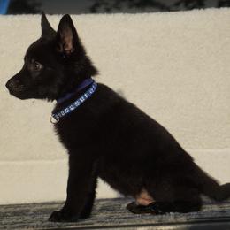 Coal - Black male German Shepherd puppy in Muldrow, Oklahoma from Reizarf Kennels