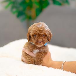 Dewey - Red  male Goldendoodle puppy in Fort Myers, Florida from Corgis & Doodles