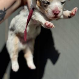 Lulu fluffy (burgundy) - Blue merle and white female American Corgi puppy in East Oakdale, California from Rhettro Kennels