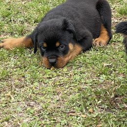 Rottweiler Puppies from Vom Allegiance Haus