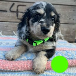 Black and Cream Dapple - Dapple male Dachshund puppy in Greasy, Oklahoma from 4E Dachshunds