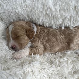 Aussiedoodle, Goldendoodle, and Poodle Puppies from Designer Doodles