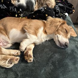 Milo - Dachshund