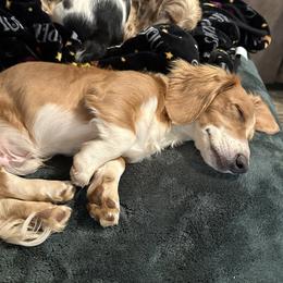 Milo - Dachshund