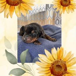 Boy 1 - Black and rust male Doberman Pinscher puppy in Wautoma, Wisconsin from Sky’s Dobermans