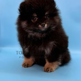 Blade - Black and tan male Pomeranian puppy in Redlands, California from Torrey Hills Poms