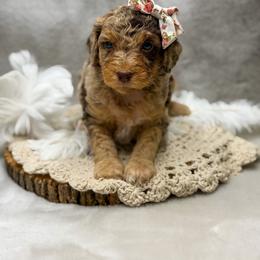 Raven - Merle female Goldendoodle puppy in Williamson, New York from Lakeside Doodles