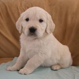 Teal Collar - Light golden male Golden Retriever puppy in Roseburg, Oregon from Unbound Goldens