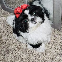 Blackie - Black and white Shih Tzu puppy in Garland, Texas from Bibi’s Exclusive Shih Tzus