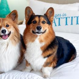 Pembroke Welsh Corgis from Han Dynasty Corgis