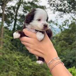 Toro - Chocolate male Assorted Doodle Crosses puppy in Calhoun, Georgia from Happy Top Doodles
