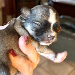 Grace - Fawn and white female Chihuahua puppy in Tecumseh, Oklahoma from Callie’s Happy Chihuahuas, Callie’s Happy Treasures LLC