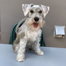 Masha - Miniature Schnauzer