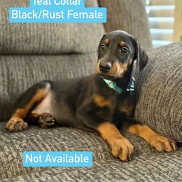 Girl 5 - Black and rust female Doberman Pinscher puppy in Lake City, Florida from Paintedcrazy Doberman Pinchers