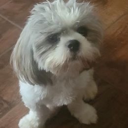 Princess - Shih Tzu