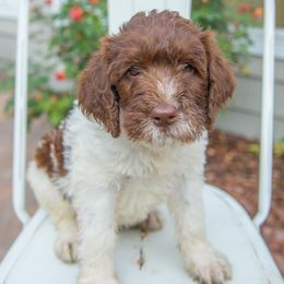 Double Doodle and Labradoodle Puppies from Delightfully Double Doodles