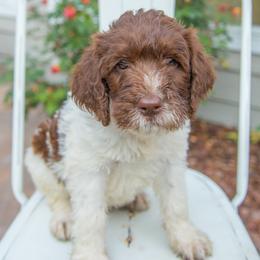 Double Doodle and Labradoodle Puppies from Delightfully Double Doodles