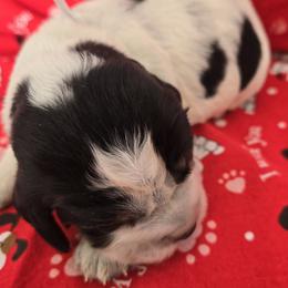 Blizzard - Tri-Roan female English Springer Spaniel puppy in Brodhead, Wisconsin from Pinwheel Acres