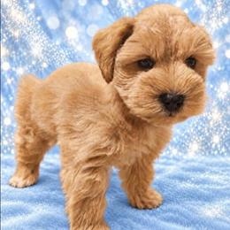 Copper 6 weeks - White male Miniature Schnauzer puppy in Lumberton, Texas from 1 Smart Choice Schnauzers Babies