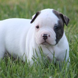 Male 1 - White and brindle male American Bulldog puppy in Xenia, Ohio from Bingham's Bulldogs LLC