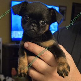 Girl 3 - Black and tan female Brussels Griffon puppy in Burton, Michigan from Purple Moon Pups