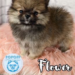 Pomeranian Puppies from Pop Off Pomeranians