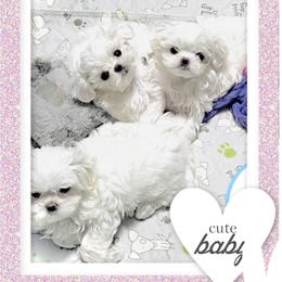 Maltese and Yorkshire Terrier Puppies from tatortot pup
