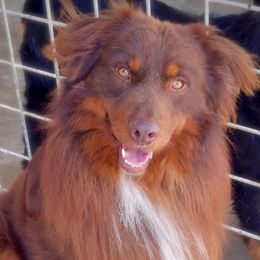 Braxton - Australian Shepherd