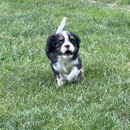 Cavalier King Charles Spaniel Puppies from Snowtrain Cavaliers