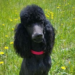 Bernese Mountain Dogs and Poodles from Creekside Canine Companions