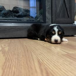 Gerda - Black tri-color female Australian Shepherd puppy in Terryville, Connecticut from Spirited Aussies