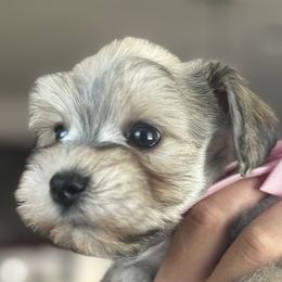 Dachshunds and Miniature Schnauzers from West Valley Schnauzers & Dachshunds