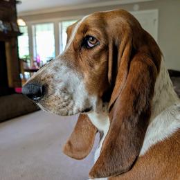 Ella - Basset Hound
