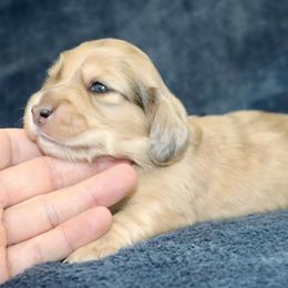 Olympia (Purple Band) - Cream female Dachshund puppy in Raleigh, North Carolina from McLovin Doxies