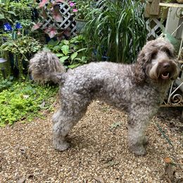 Cajun - Labradoodle